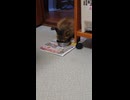 地域猫が近すぎる朝