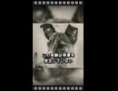 【切ない】動物のあまりに切ない写真３選