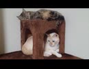 拾いねこ＠生後5082/1007日目　キャットタワーなふたり