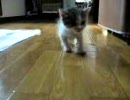 子猫あん、ミルクをほしがってます。