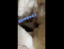 【フクロモモンガ】ベタ慣れへの第一歩！お昼のポーチで行う重要コミュニケーション術  #おつモモンガ  #shorts