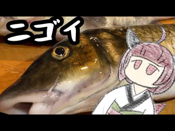 ニゴイ食べましょう【きりたんのテキトークッキング】