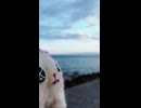 ぷぅたんのかわいいひとこと□□