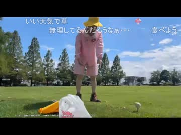 【愛之助】好奇心旺盛な愛ちゃんが芝生から生える怪しい物に興味津々【おそらく食用】