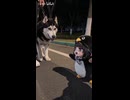ケツデカピングー