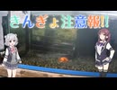 【Cevio旅行】大和郡山【きんぎょ注意報】