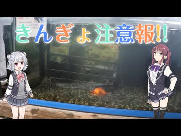 【Cevio旅行】大和郡山【きんぎょ注意報】