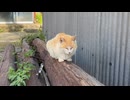 【青島】 丸太の上でくつろぐ島猫さん