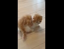 歩く姿がかわいい子猫□