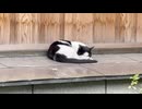 神社の境内で雨宿りしている猫さん