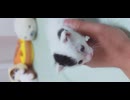 大きいネッコと小さいネッコ