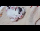 スマホが気になる子猫
