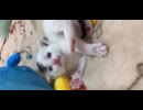 ネムネムまめちゃん( ˘ω˘ )