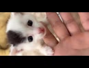 ぱやぱやぱにゃんこฅ^•ω•^ฅまめちゃん