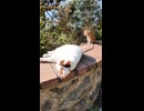 たまに猫っぽい動きをするワンワン猫
