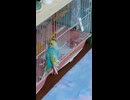 鳥籠にへばり付くインコのショート動画2026 7 8