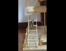 毛繕いに忙しい？キンカチョウのショート動画2026 7 8