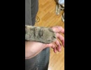 猫の手です