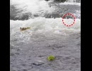 ヒナが1羽だけ合流しない…【カルガモ親子】