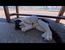 海釣り公園の受付猫ちゃん、受付小屋の裏でこっそり休憩していました□