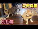 おまけが本編？【元野良猫】