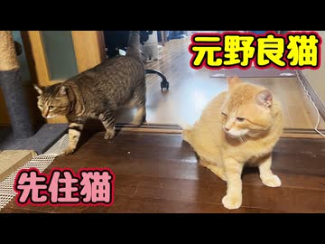 おまけが本編？【元野良猫】