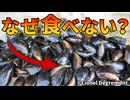 日本で爆増するムール貝が食べられていない理由【解説動画】