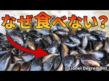 日本で爆増するムール貝が食べられていない理由【解説動画】