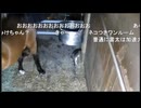 【リアダビ切り抜き】ネコと共に過ごし、猫吸いまで堪能する雷太（シュシュ2021）【シュシュブリーズ2026】