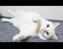 宝石珍獣、がんばる皆様に最後のエール