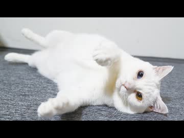 宝石珍獣、がんばる皆様に最後のエール