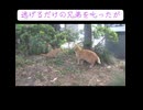 ブチ切れ野良猫、兄猫を説教する
