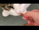 よい七夕だった