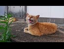 【癒し】漁港を歩いていたら茶トラ猫が落ちてたｗｗｗ