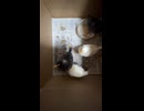 ヒヨコ2週間目
