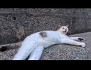 毎回ちゃんと挨拶してくれる猫、今日は挨拶だけして即おやすみでしたｗ