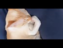 すやすやにゃんこ