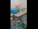 水から出てきて籠に入るインコのショート動画2026 7 9