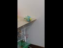 木を齧ったり毛繕いしたりするインコのショート動画0026 7 9