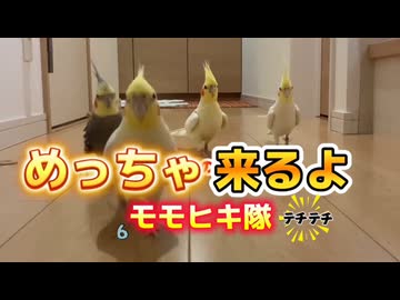 【悲報】オカメインコ隊、飼い主の足を「止まり木」と勘違いして占拠ｗｗｗ