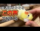 【破壊力抜群】飼い主をナデナデ中毒にするオカメインコの魔性テクｗｗｗ