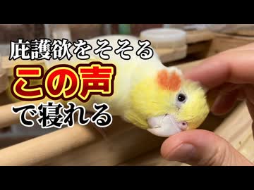 【破壊力抜群】飼い主をナデナデ中毒にするオカメインコの魔性テクｗｗｗ