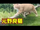 外に ついてきた【元野良猫】