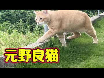 外に ついてきた【元野良猫】