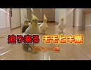 【悲報】オカメインコ、飼い主の足を「寝床」と勘違いして占拠ｗｗｗ