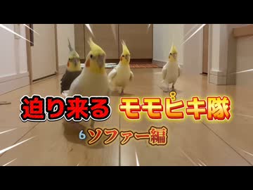 【悲報】オカメインコ、飼い主の足を「寝床」と勘違いして占拠ｗｗｗ