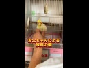 お父ちゃんによるオカメインコ達放鳥の儀‼️