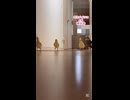 【4羽の列隊】オカメインコ爆走！大名行列で突撃してくる【大渋滞】