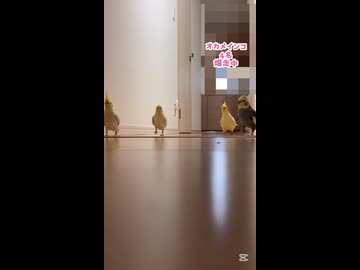 【4羽の列隊】オカメインコ爆走！大名行列で突撃してくる【大渋滞】