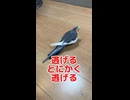 【困惑】飼い主の呼びかけを完全無視して逃亡するオカメインコｗｗｗ